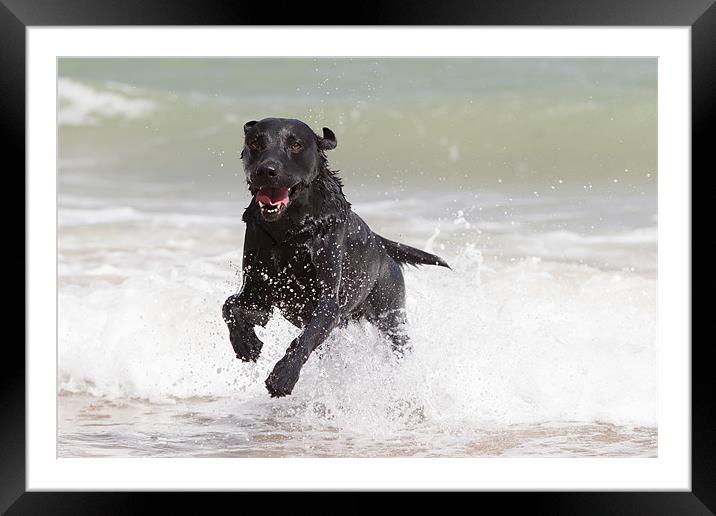 Black Labrador in the sea Framed Mounted Print by Simon Wrigglesworth