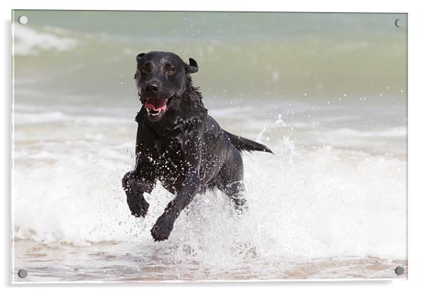 Black Labrador in the sea Acrylic by Simon Wrigglesworth