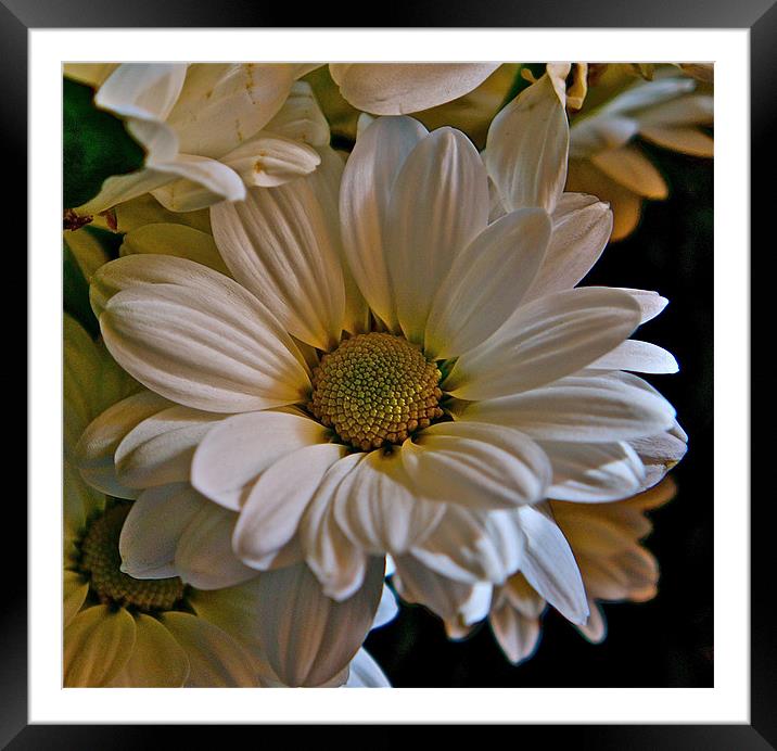 Daisy Framed Mounted Print by Sue Bottomley