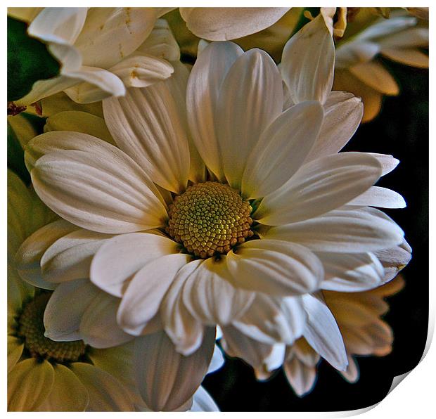 Daisy Print by Sue Bottomley