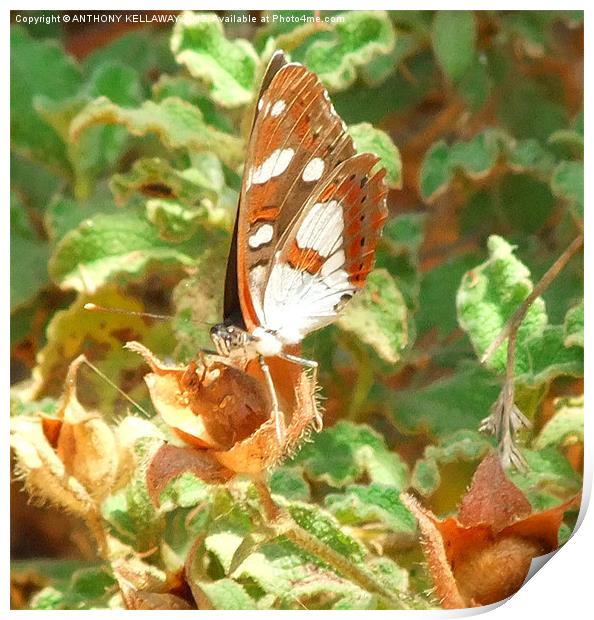 WHITE ADMIRAL Print by Anthony Kellaway