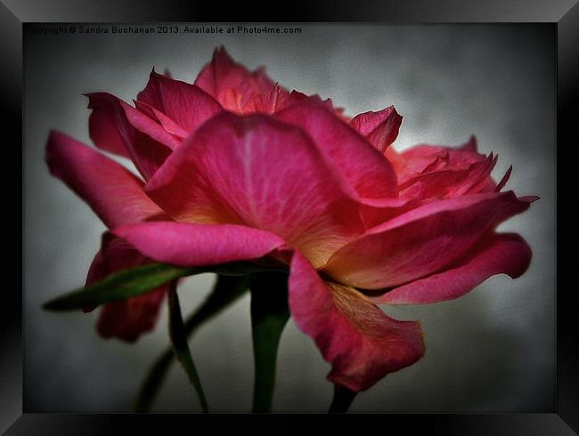 Pink Rose Framed Print by Sandra Buchanan
