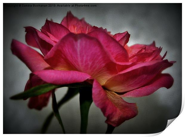 Pink Rose Print by Sandra Buchanan