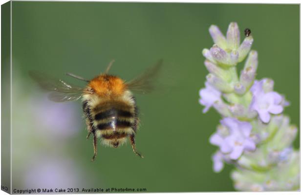 Bee in flight Canvas Print by Mark Cake