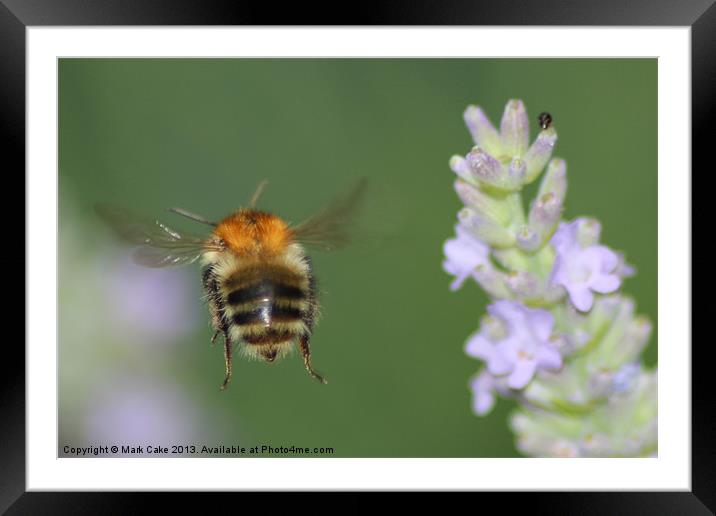 Bee in flight Framed Mounted Print by Mark Cake