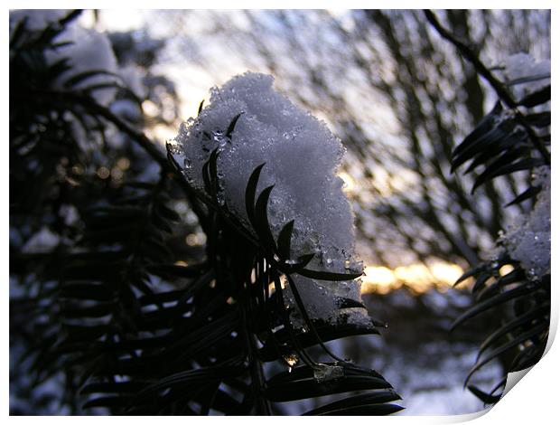 snow leaf Print by ash grant