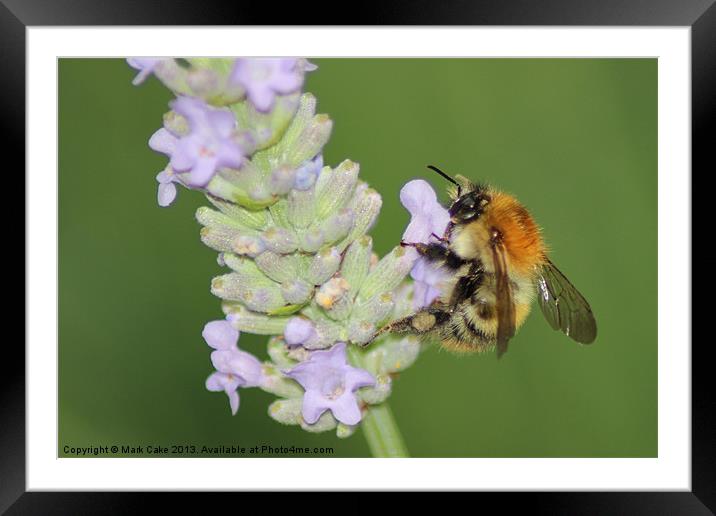 Bee at work Framed Mounted Print by Mark Cake