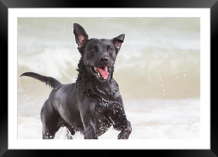Black Labrador at the beach Framed Mounted Print by Simon Wrigglesworth