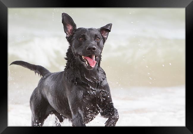 Black Labrador at the beach Framed Print by Simon Wrigglesworth