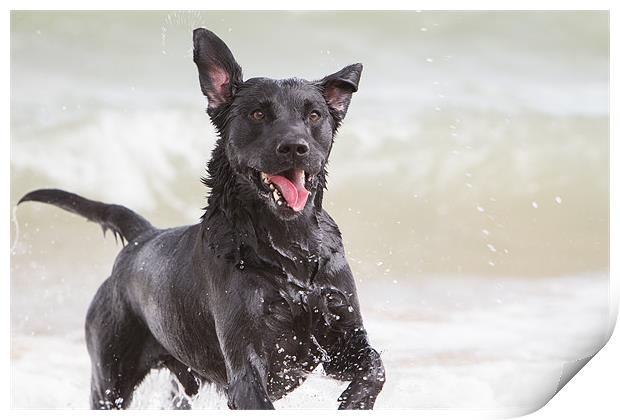 Black Labrador at the beach Print by Simon Wrigglesworth