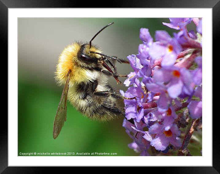 Busy Bee 4 Framed Mounted Print by michelle whitebrook