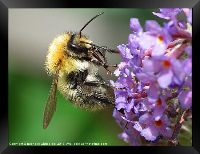 Busy Bee 4 Framed Print by michelle whitebrook