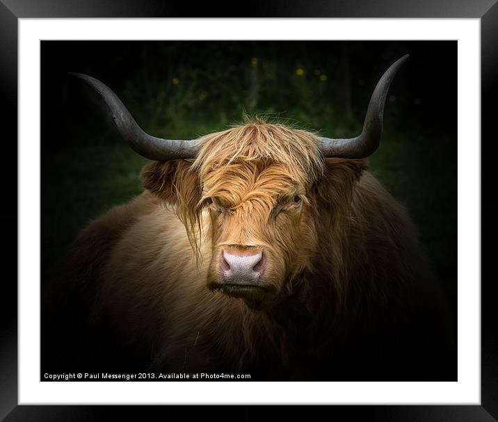Highland Cow Framed Mounted Print by Paul Messenger