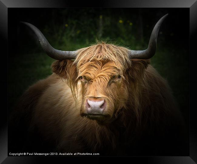Highland Cow Framed Print by Paul Messenger