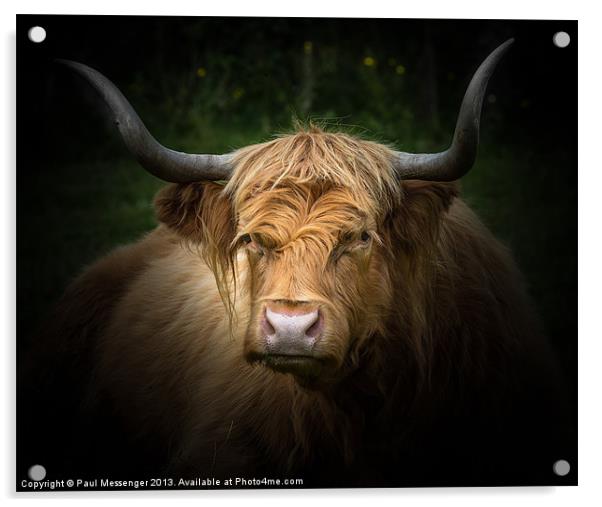 Highland Cow Acrylic by Paul Messenger
