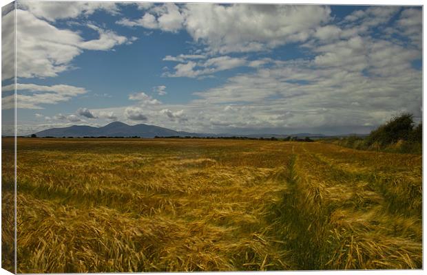 Mournes View and fields of wheat Canvas Print by pauline morris