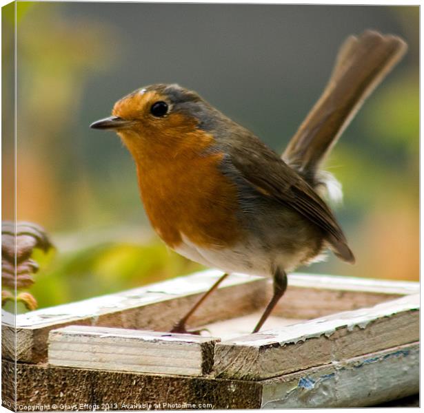 Polperro Robin 2 Canvas Print by Graeme B