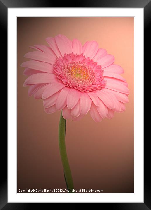 Pink Gerbora Framed Mounted Print by David Birchall