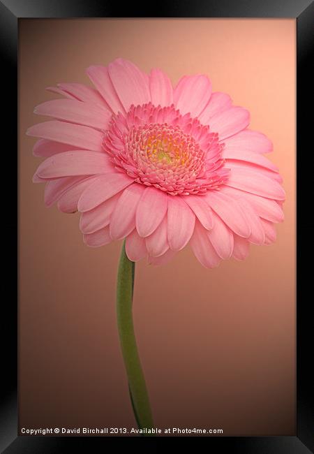 Pink Gerbora Framed Print by David Birchall