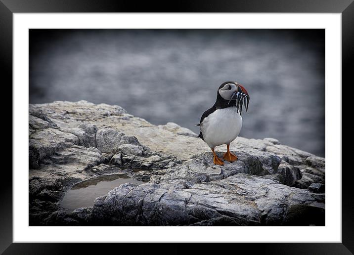 puffin Framed Mounted Print by Northeast Images