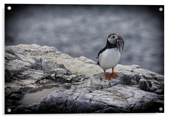 puffin Acrylic by Northeast Images