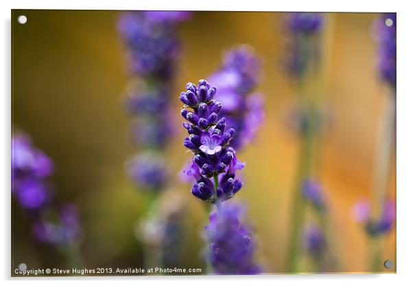 Purple Lavender macro Acrylic by Steve Hughes