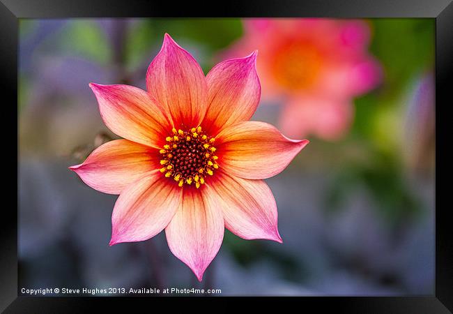 Single Dahlia flower Framed Print by Steve Hughes