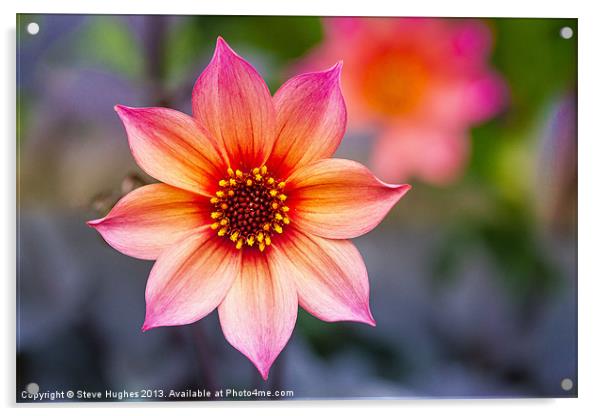 Single Dahlia flower Acrylic by Steve Hughes