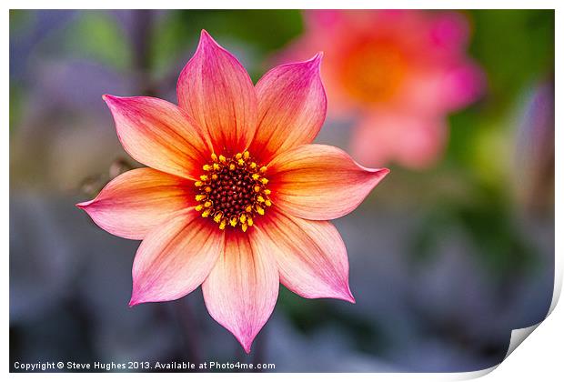 Single Dahlia flower Print by Steve Hughes