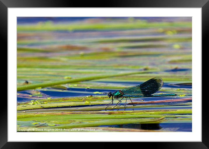 Resting male Damselfly Framed Mounted Print by Steve Hughes