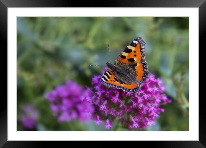 Butterfly Framed Mounted Print by Northeast Images