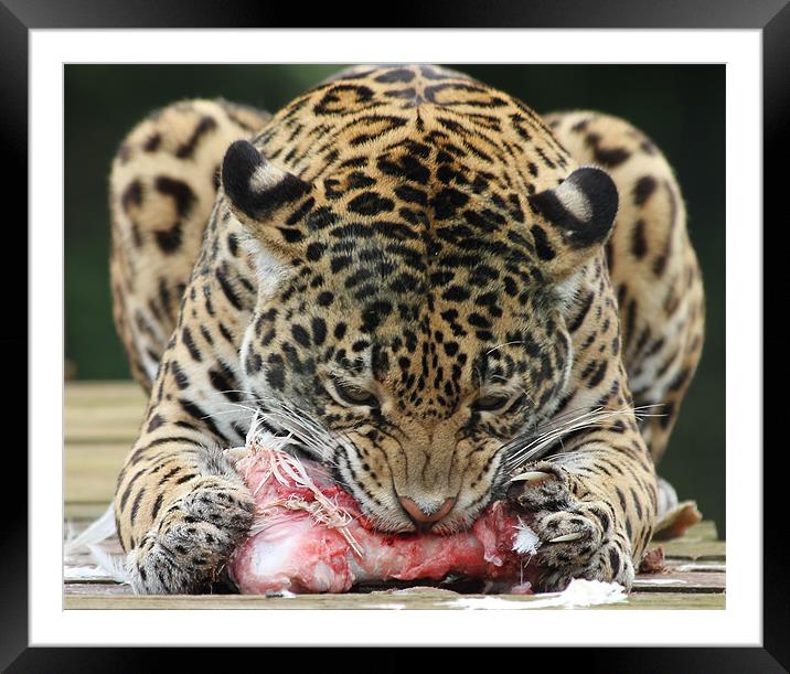 Jaguar Framed Mounted Print by Rob Washington
