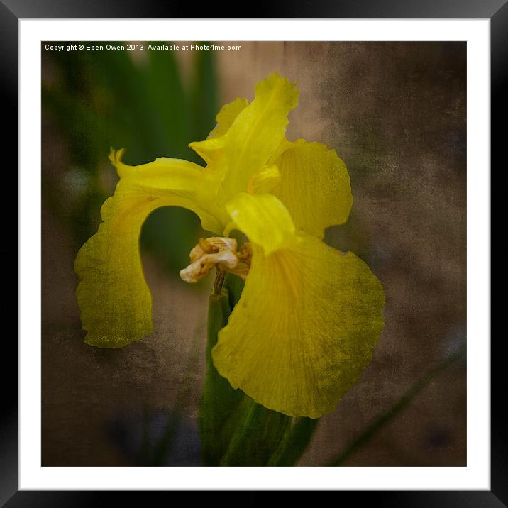 Yellow Marsh Iris Framed Mounted Print by Eben Owen