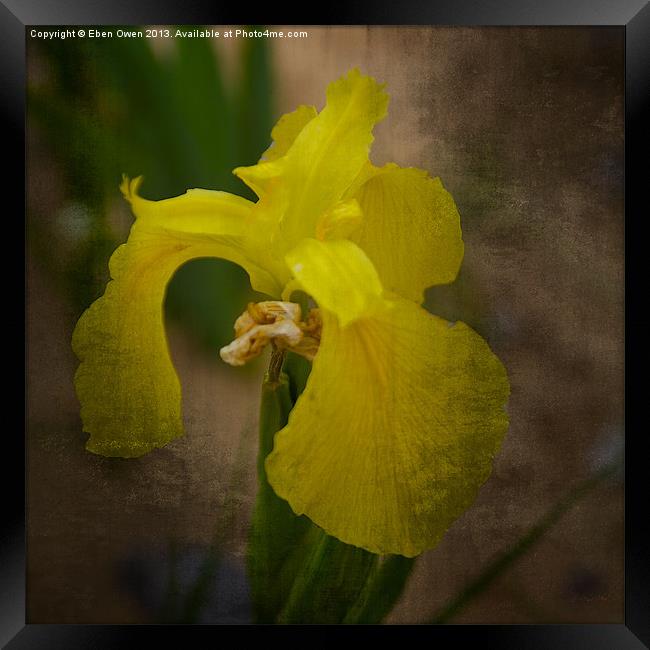 Yellow Marsh Iris Framed Print by Eben Owen