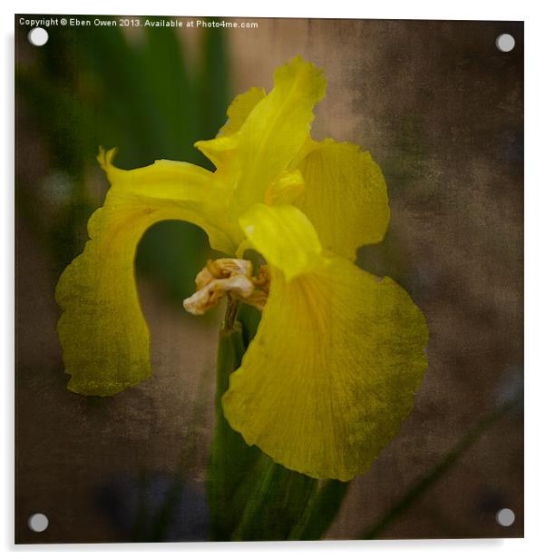 Yellow Marsh Iris Acrylic by Eben Owen