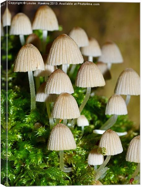 Fairy Mushrooms Canvas Print by Louise  Hawkins