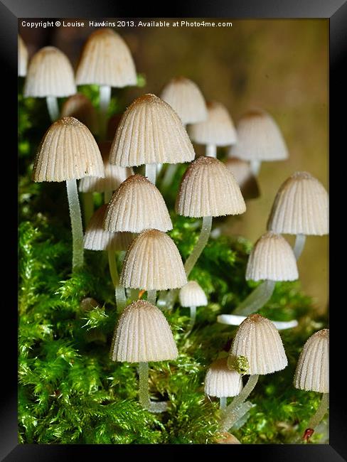 Fairy Mushrooms Framed Print by Louise  Hawkins
