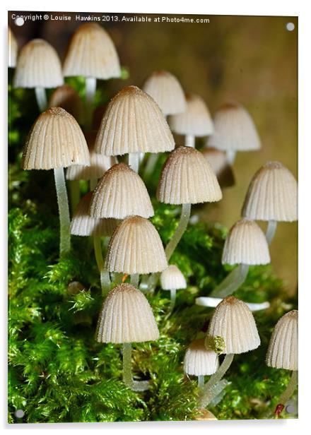 Fairy Mushrooms Acrylic by Louise  Hawkins