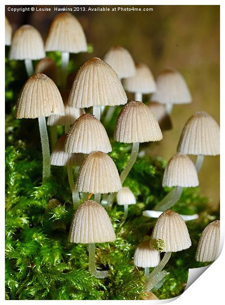 Fairy Mushrooms Print by Louise  Hawkins