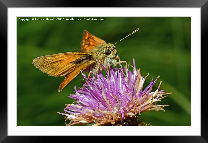 Skipper Butterfly Framed Mounted Print by Louise  Hawkins