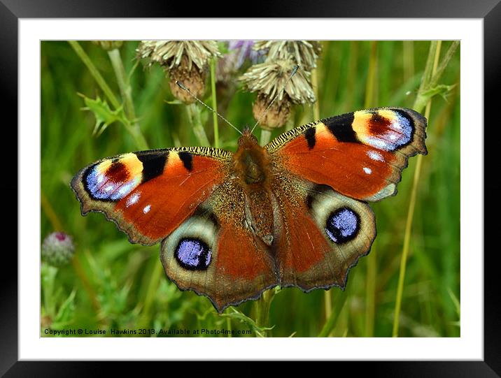 Beautiful Peacock Butterfly Framed Mounted Print by Louise  Hawkins