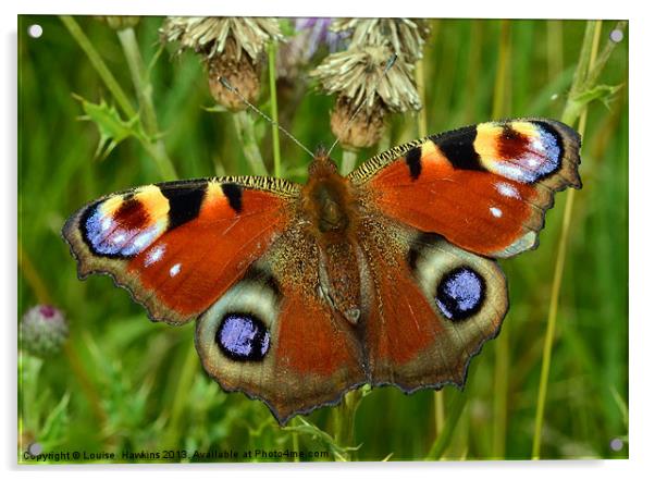 Beautiful Peacock Butterfly Acrylic by Louise  Hawkins