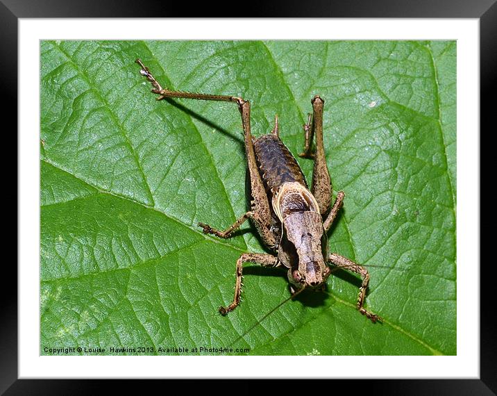 Grasshopper Framed Mounted Print by Louise  Hawkins