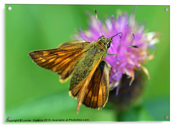 Skipper butterfly Acrylic by Louise  Hawkins