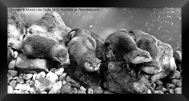 Otters in mono Framed Print by Sharon Lisa Clarke
