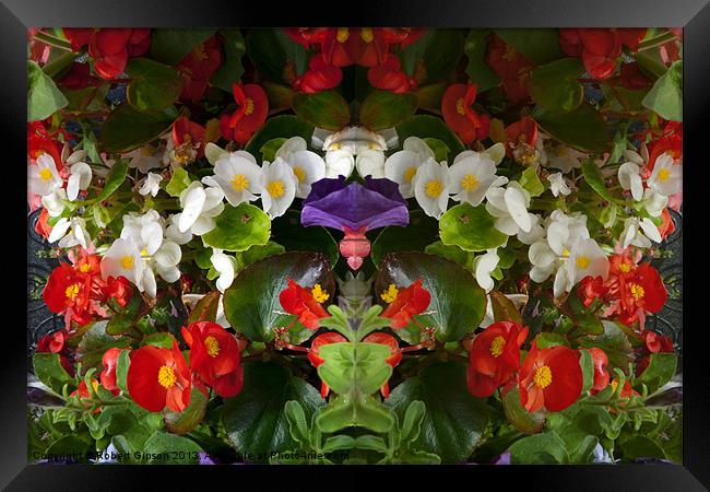 Flowers double reflection Framed Print by Robert Gipson