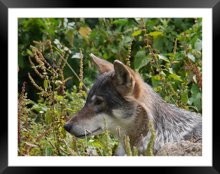 Alert wolf Framed Mounted Print by sharon bennett