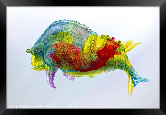 bullfish Framed Print by Silvio Schoisswohl