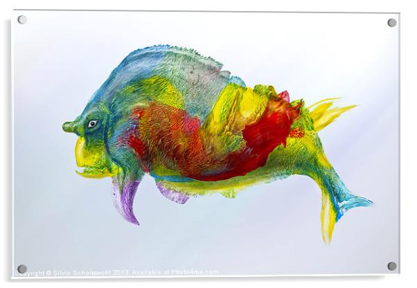 bullfish Acrylic by Silvio Schoisswohl