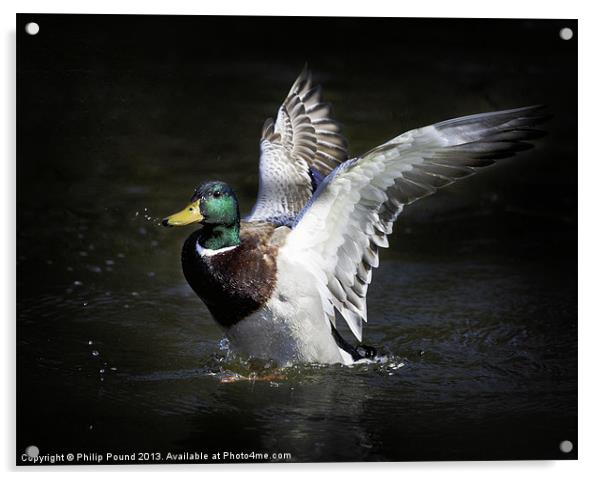 Mallard Duck Landing Acrylic by Philip Pound
